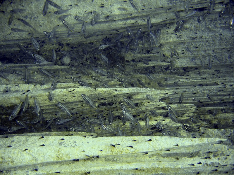 Bilder aus dem Barracuda Lake